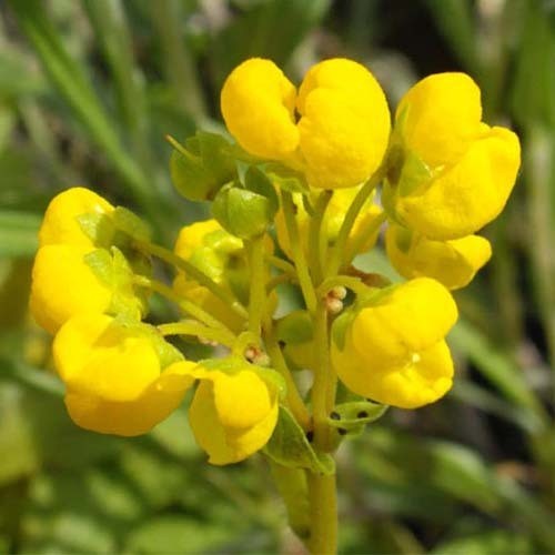 CALCEOLARIA CORYMBOSA seed image