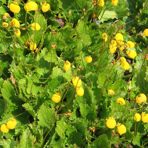 CALCEOLARIA FILICAULIS seed image