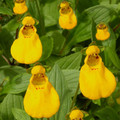CALCEOLARIA 'JOHN INNES' seed image