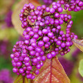 CALLICARPA BODINIERI seed image