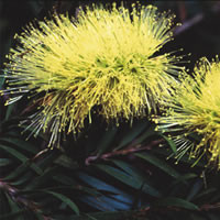 CALLISTEMON SALIGNUS seed image