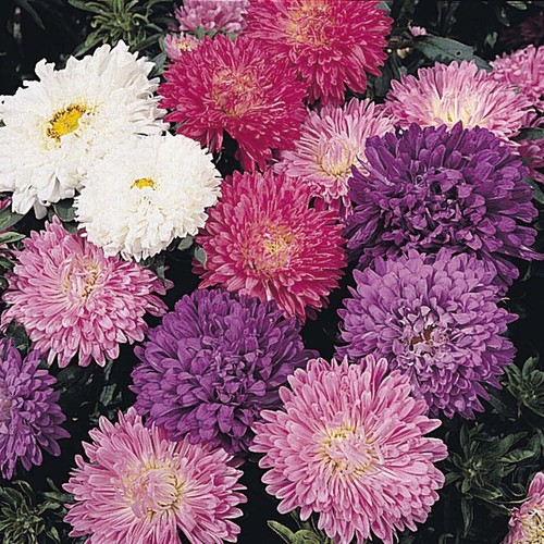 CALLISTEPHUS CHINENSIS  'MILADY MIXED' seed image