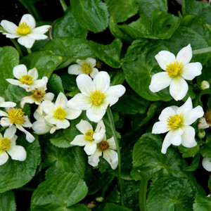 CALTHA PALUSTRIS ALBA seed image