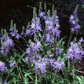 CAMASSIA LEICHTLINII seed image
