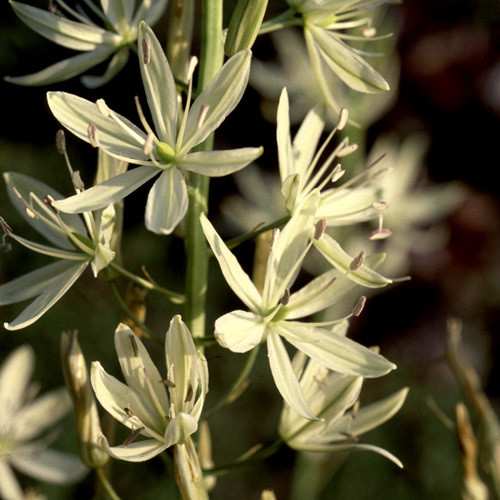 CAMASSIA LEICHTLINII CREAM seed image