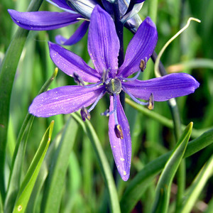 CAMASSIA QUAMASH seed image