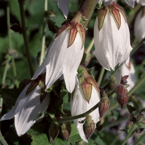 CAMPANULA ALLIARIFOLIA seed image