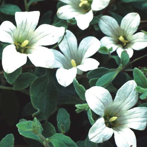 Campanula alsinoides