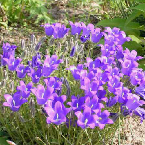 CAMPANULA ARGYROTRICHA seed image
