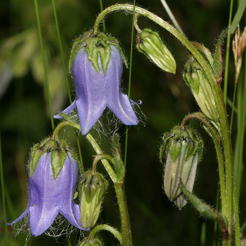 CAMPANULA BARBATA seed image