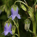 CAMPANULA BARBATA seed image
