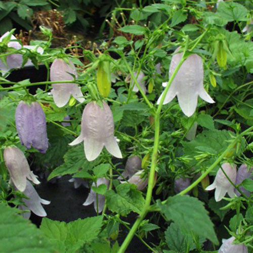 CAMPANULA BURGHALTII seed image