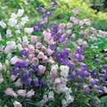 CAMPANULA MEDIUM 'CANTERBURY BELLS' seed image