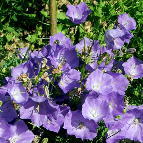 CAMPANULA CARPATICA seed image