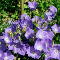 CAMPANULA CARPATICA seed image