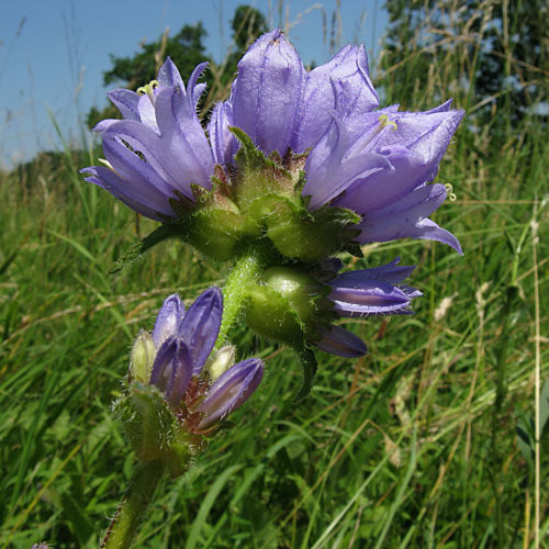 CAMPANULA CERVICARIA seed image