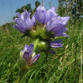 CAMPANULA CERVICARIA seed image