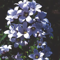 CAMPANULA COTTAGE MIXED seed image