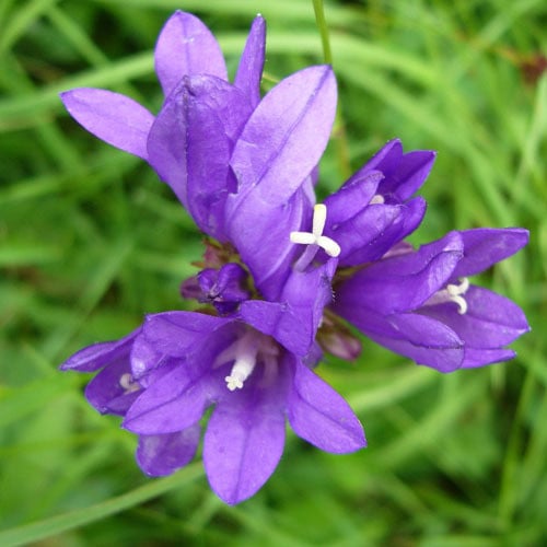 CAMPANULA GLOMERATA  seed image
