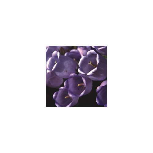 CAMPANULA INCURVA seed image