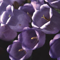 CAMPANULA INCURVA seed image
