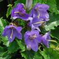 CAMPANULA KEMULARIAE seed image