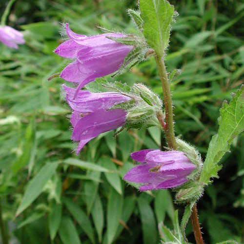 CAMPANULA KOLENATIANA seed image