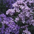 CAMPANULA LACTIFLORA 'PRICHARD'S VARIETY' seed image