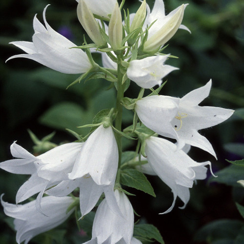CAMPANULA LATIFOLIA ALBA seed image