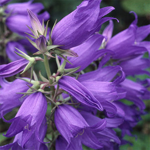 CAMPANULA LATIFOLIA 'BRANTWOOD' seed image