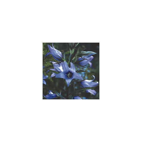 CAMPANULA LATIFOLIA 'FAICHEM LILAC' seed image
