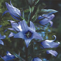 CAMPANULA LATIFOLIA 'FAICHEM LILAC' seed image