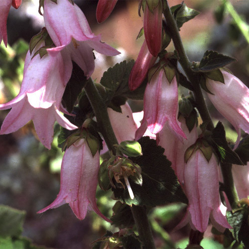 CAMPANULA MAKASCHVILII seed image