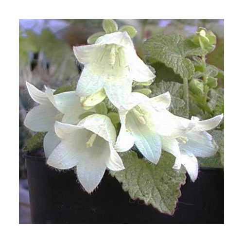 CAMPANULA OCHROLEUCA seed image