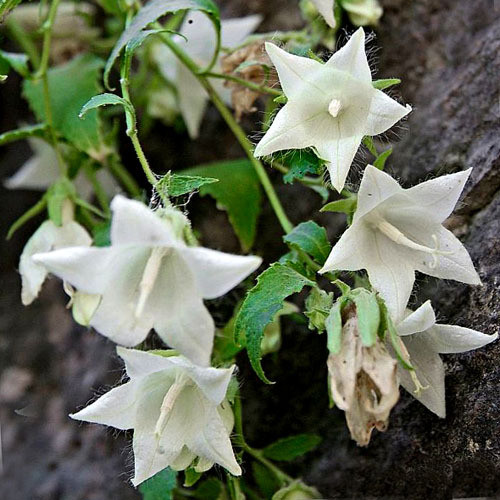 CAMPANULA PENDULA seed image