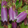 CAMPANULA PUNCTATA NANA seed image