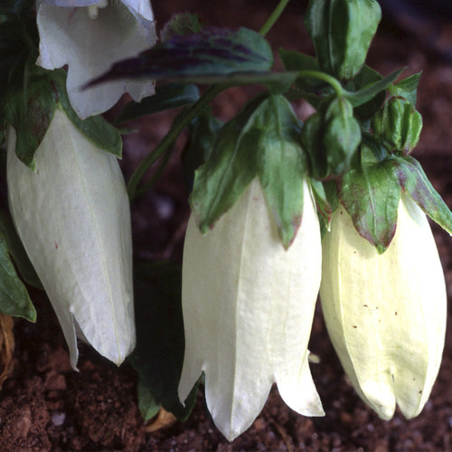 CAMPANULA PUNCTATA NANA ALBA seed image