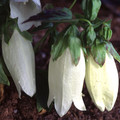 CAMPANULA PUNCTATA NANA ALBA seed image