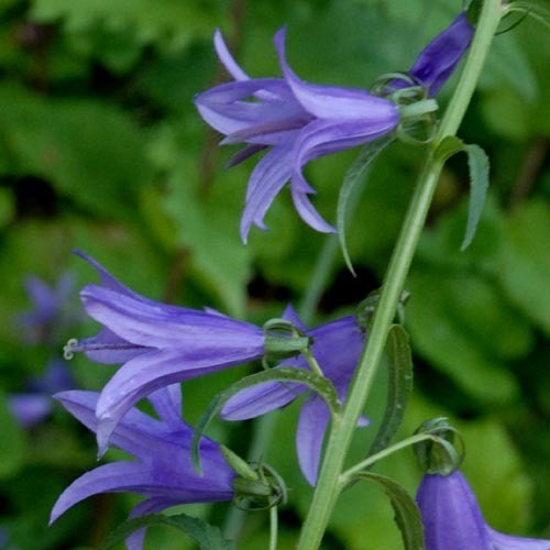 CAMPANULA RAPUNCULUS seed image