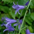 CAMPANULA RAPUNCULUS seed image
