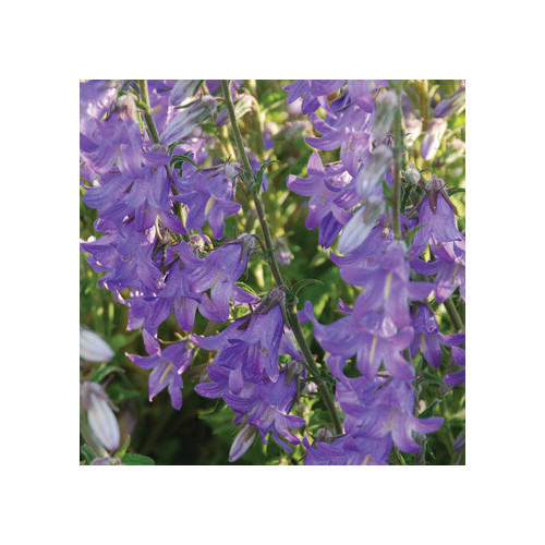 CAMPANULA RIGIDIPILA seed image