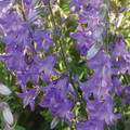 CAMPANULA RIGIDIPILA seed image