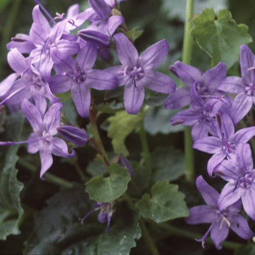 CAMPANULA ROCKERY MIXED seed image