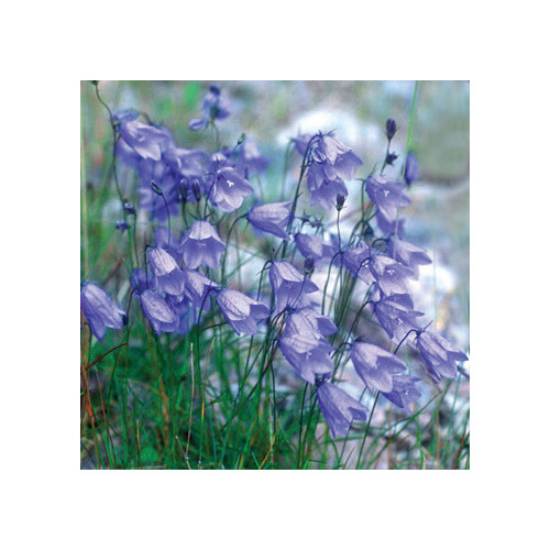 CAMPANULA ROTUNDIFOLIA seed image