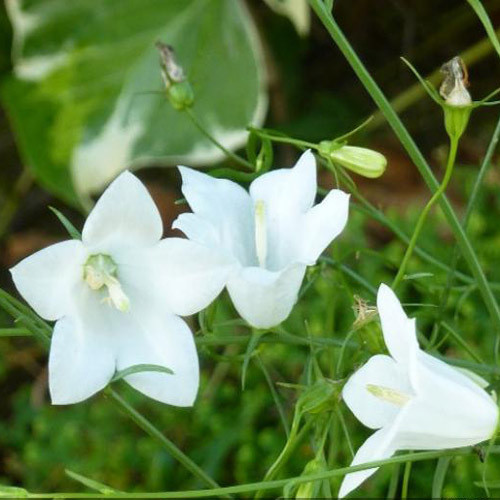 CAMPANULA ROTUNDIFOLIA WHITE GEM seed image