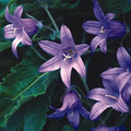 CAMPANULA SARMATICA seed image