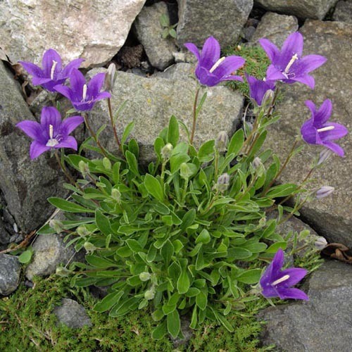 CAMPANULA SAXIFRAGA seed image