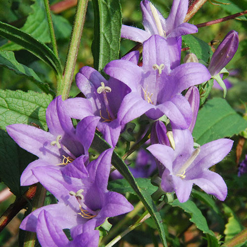 CAMPANULA TAKHTADZHIANII seed image