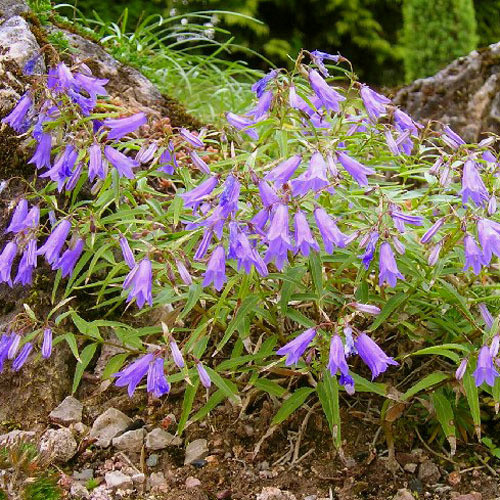 CAMPANULA TOMMASINIANA seed image