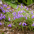 CAMPANULA TOMMASINIANA seed image